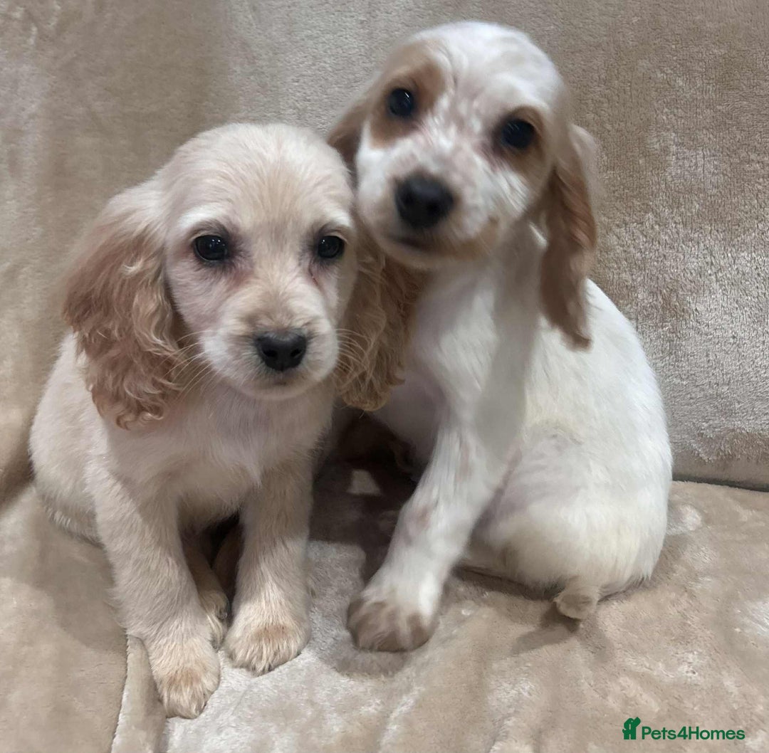 Cockapoo dogs for sale: Stunning cockapoo puppies - Advert 17