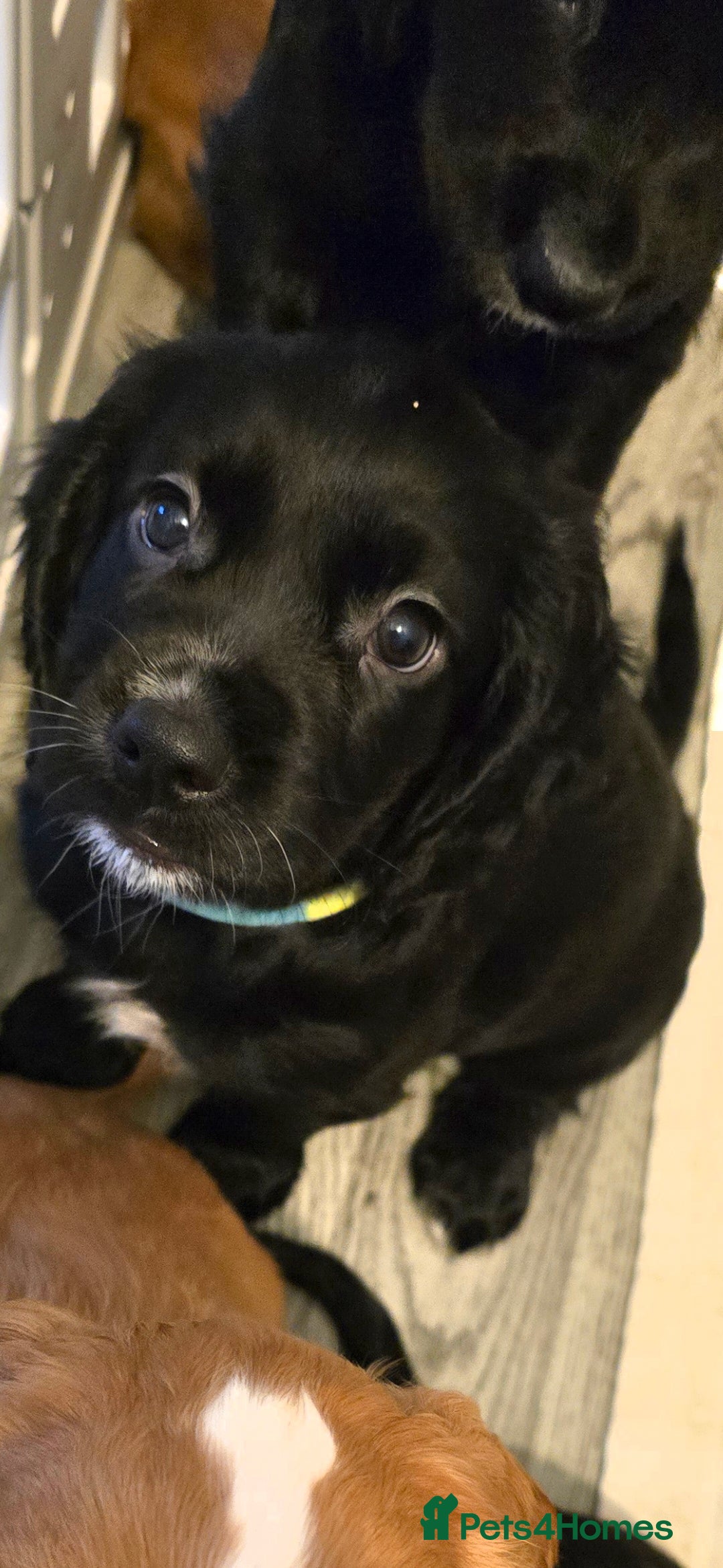 Cocker Spaniel dogs Working cocker spaniel males  - Advert 10