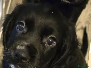 Cocker Spaniel dogs Working cocker spaniel males - Advert 2