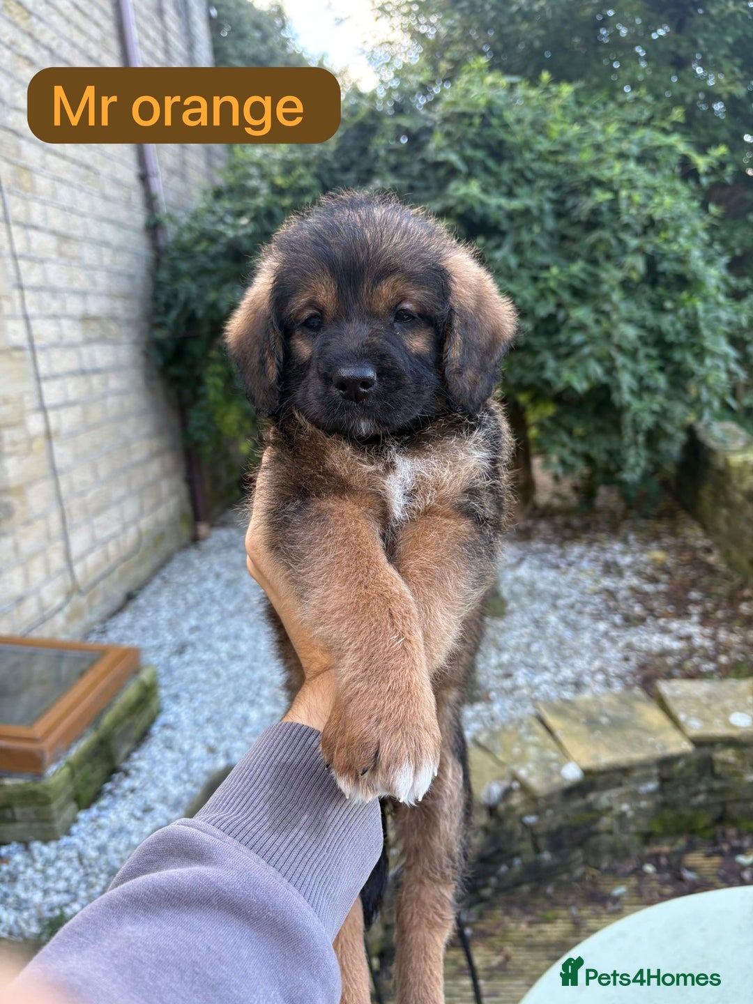Saint Bernard dogs for sale: Outstanding Mini Saint Bernadoodle Puppies - Image 26