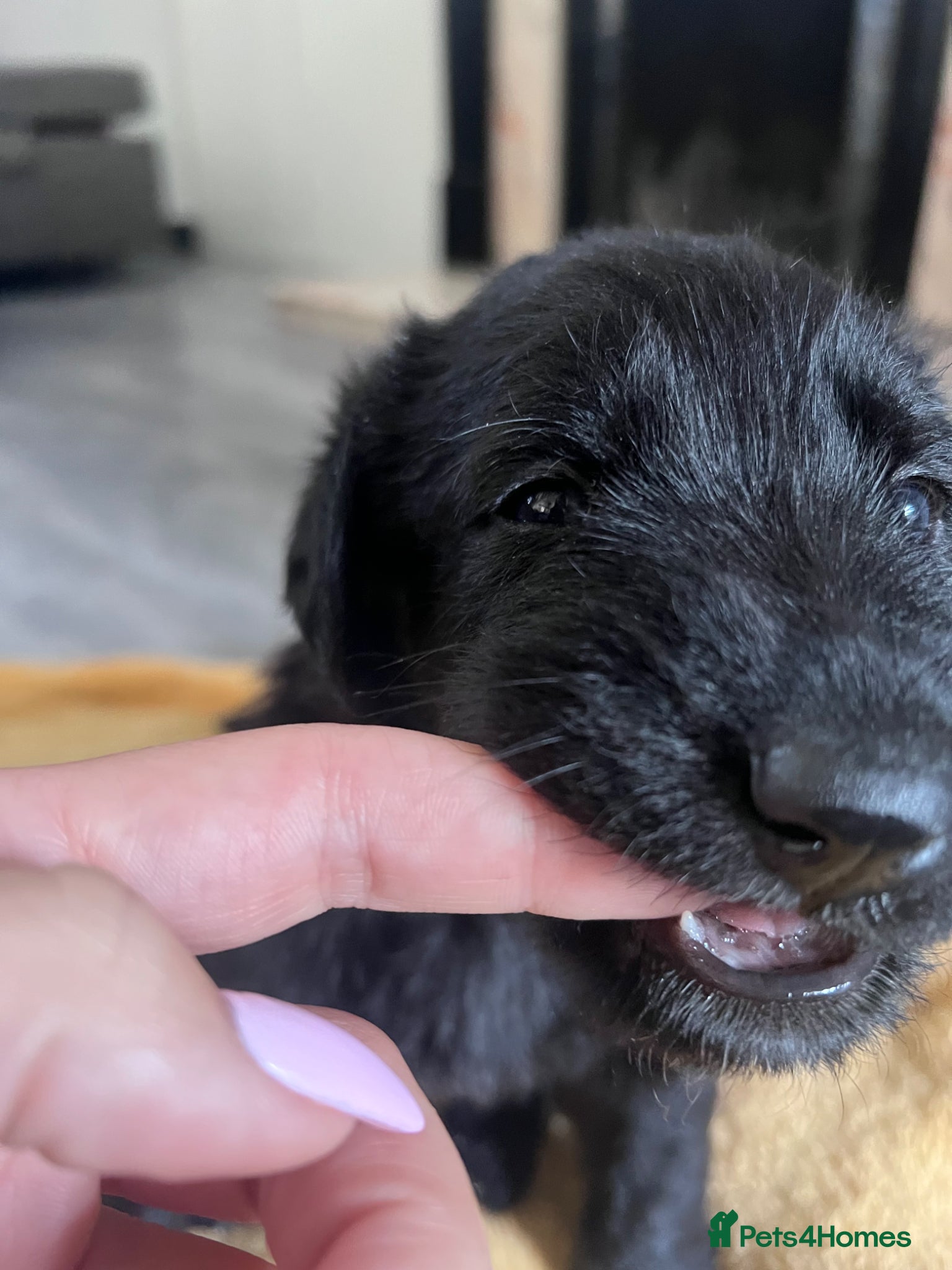 Mixed Breed dogs for sale: Lab mixed with Black Russian terrier  - Advert 5