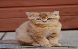 British Shorthair cats for sale: Last kitten left: TICA Golden Black Shaded BSH - Image 5