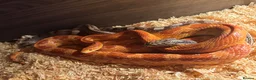 Corn Snake reptiles for sale: TWO 5ft + Corn snakes with set up in Leek - Advert 2