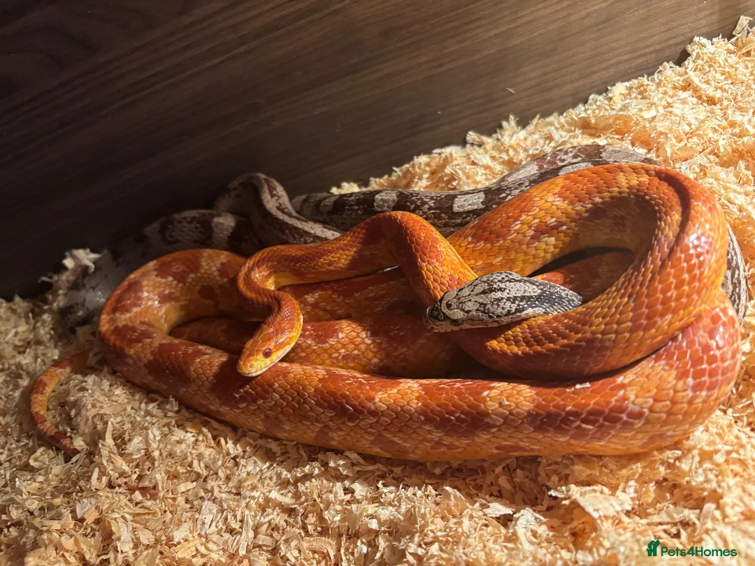 Corn Snake reptiles for sale: TWO 5ft + Corn snakes with set up in Leek - Advert 2