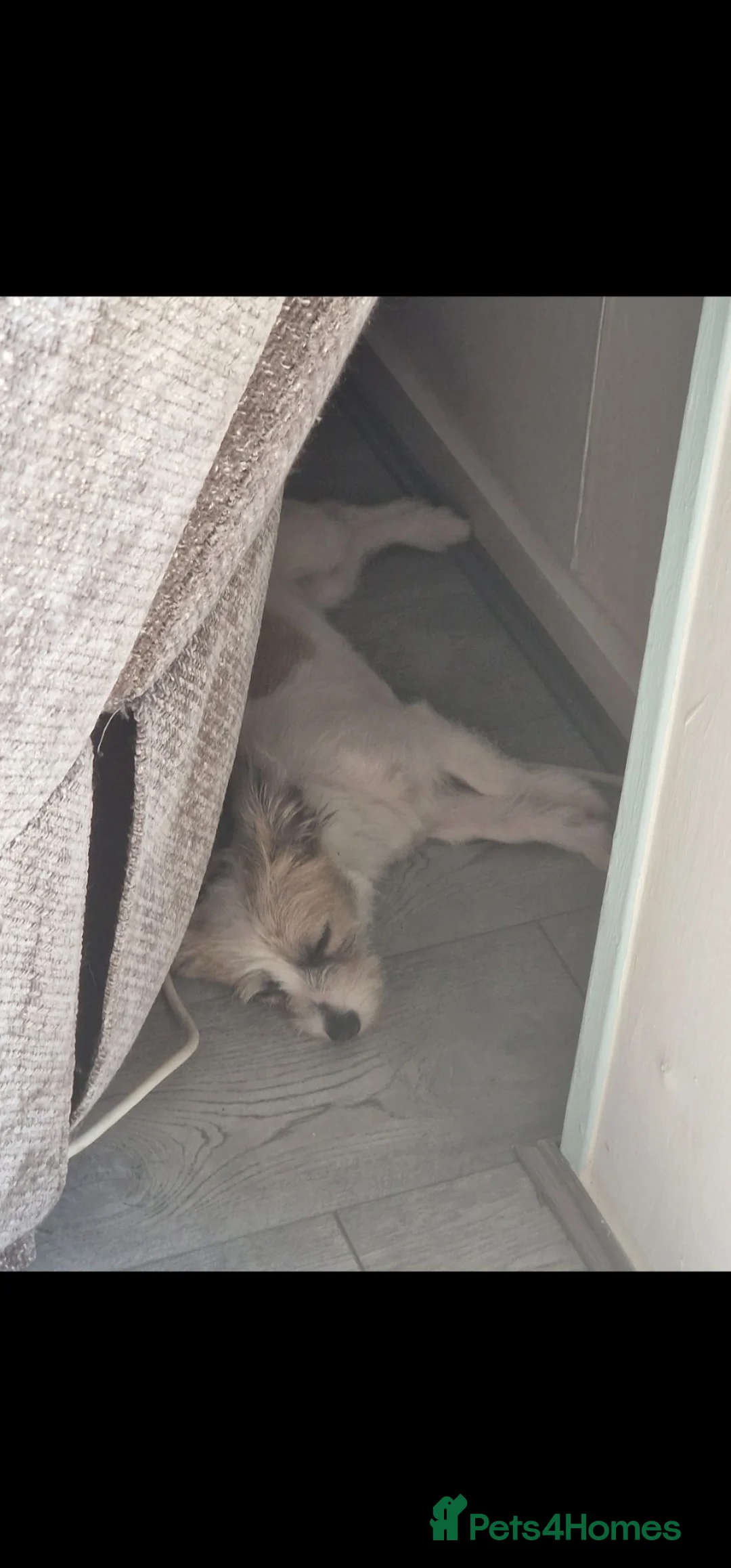 Mixed Breed dogs for sale: Beautiful cross  in Telford - Advert 1