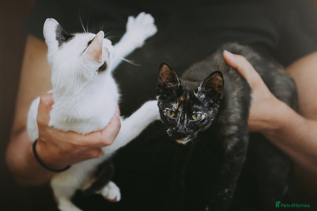 Siamese cats for adoption: Siamese cross and Tortoiseshell sister - Image 2