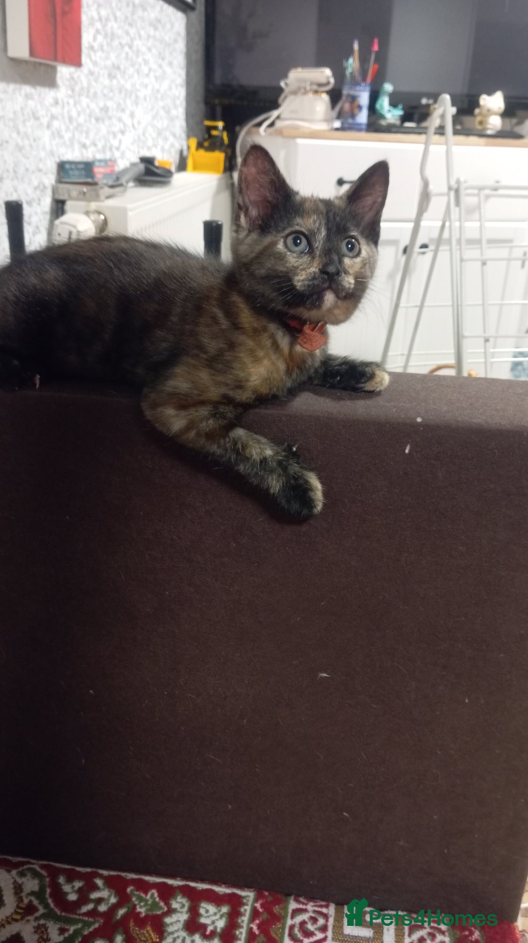 British Shorthair cats for sale: Cute kittens are ready. - Image 6