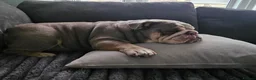 English Bulldog dogs for sale: Sad sale  - Advert 3
