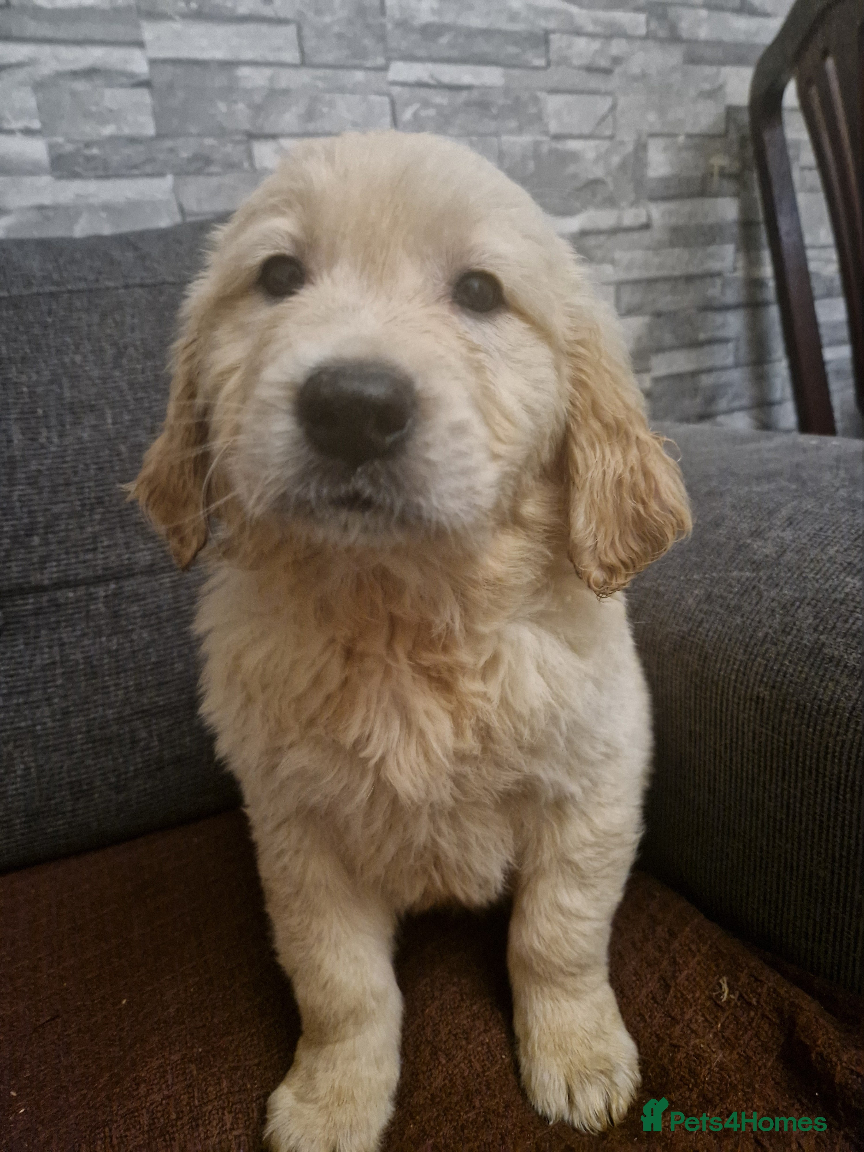 Golden Retriever dogs KC GoldenRetriver,READY NOW - Advert 9