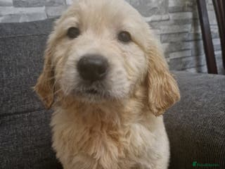 Golden Retriever dogs KC GoldenRetriver,READY NOW - Advert 16