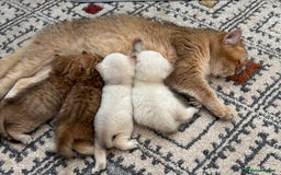 British Shorthair cats for sale: British Shorthair golden and silver - Image 2