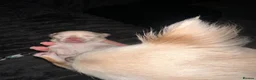 Chihuahua dogs for sale: *READY 24TH JUNE * Chihuahua pups for sale - Advert 33