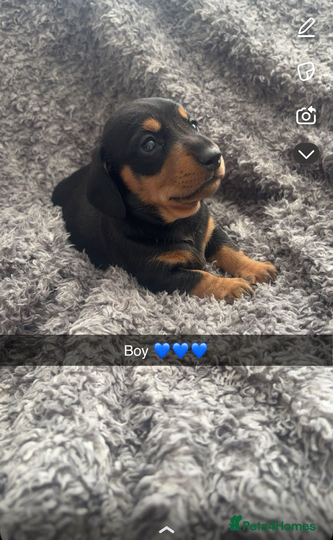 Miniature Dachshund dogs for sale: Miniature dachshunds  - Image 4