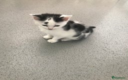Mixed Breed cats for sale: Female kittens  - Image 7