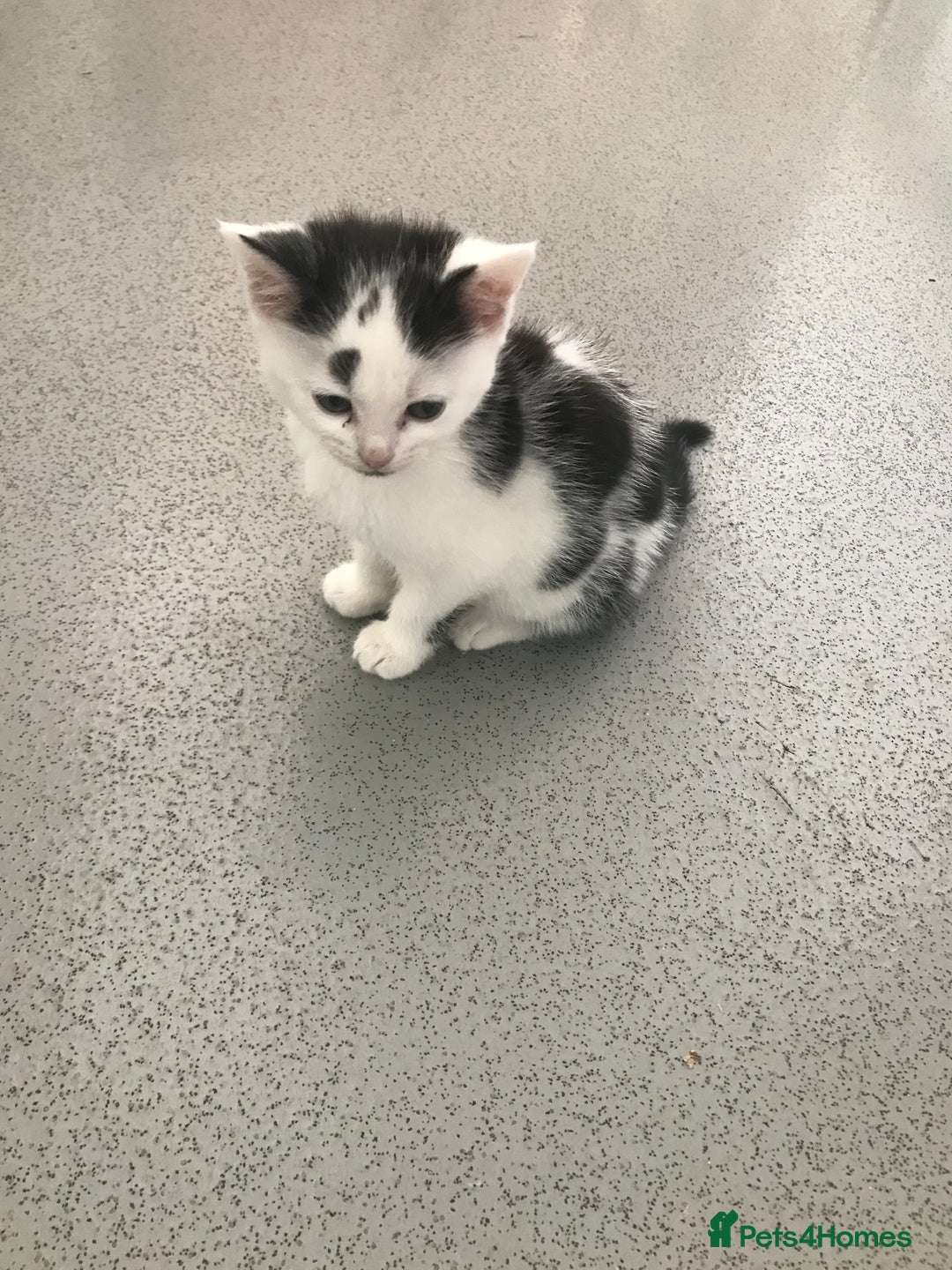 Mixed Breed cats for sale: Female kittens  - Image 7