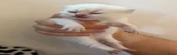 British Longhair cats for sale: BRITISH LONG HAIR NY12 GOLDEN SHADED & WHITE - Advert 7