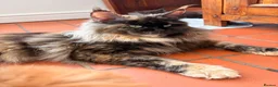 Maine Coon cats for sale: Maine coon babies ready to reserve  - Advert 9