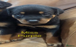 Rottweiler dogs for sale: KC Registered German Rottweiler Puppies - Image 3