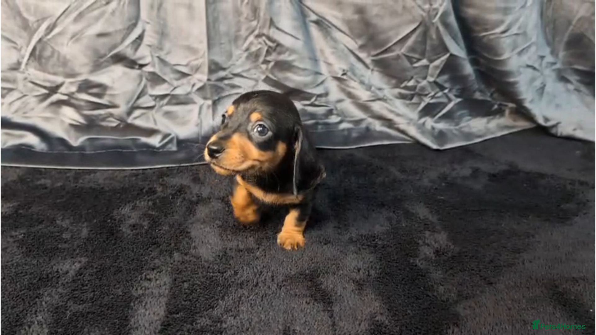 Miniature Dachshund dogs Smooth Hair Mini Dachshund Puppies  - Advert 12