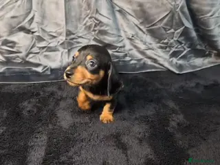 Miniature Dachshund dogs Smooth Hair Mini Dachshund Puppies - Advert 12