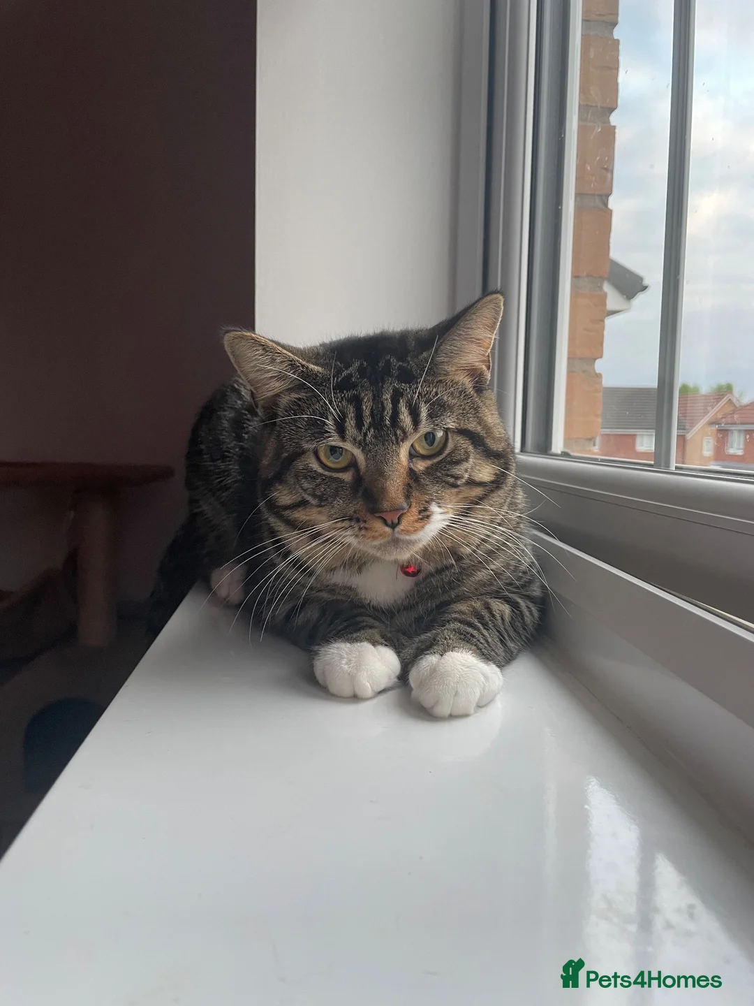 Mixed Breed cats for sale: Cat for rehome - Advert 2