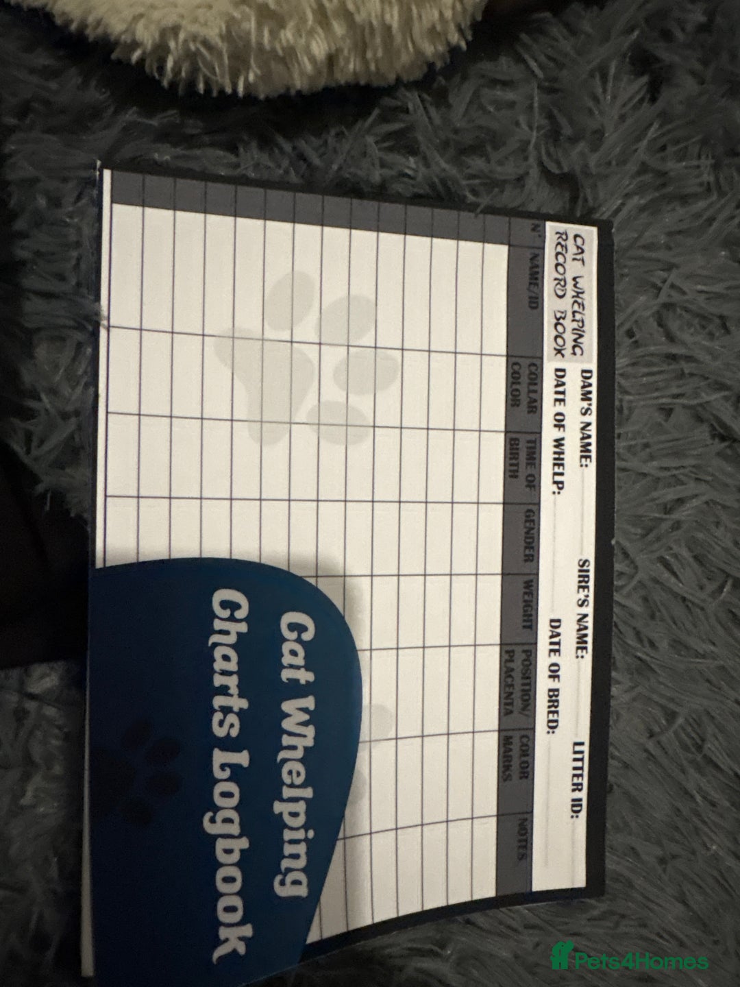 Mixed Breed cats for sale: Newborn kittens  - Advert 15