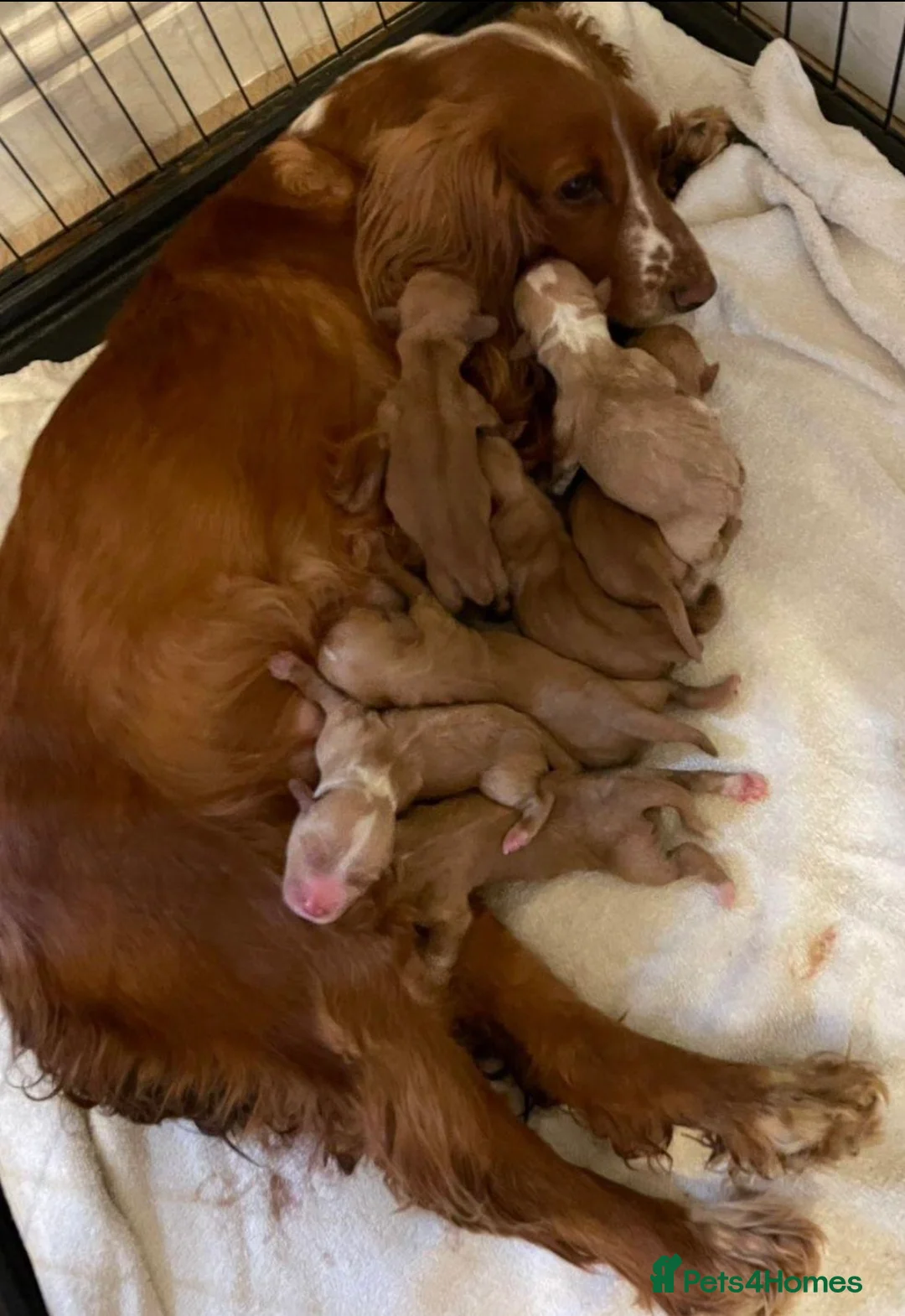 Cocker Spaniel dogs for sale: Fox Red Cocker Spaniel Pups  in Bishop Auckland - Advert 7