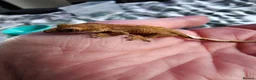 Gecko reptiles for sale: Unsexed baby crested geckos - Advert 6
