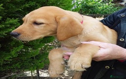 Labrador Retriever dogs for sale: Two Beautiful Little Boys - Image 1