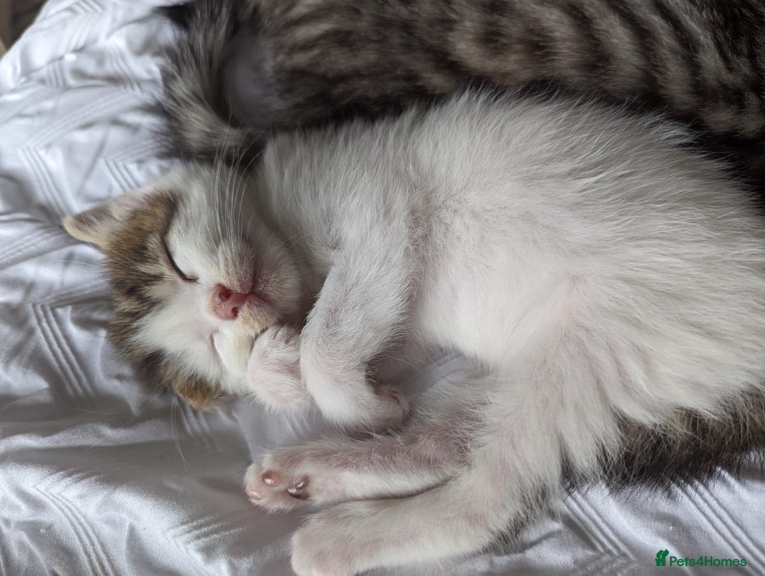 American Shorthair cats for sale: 2 x 8 week kittens available  - Image 7