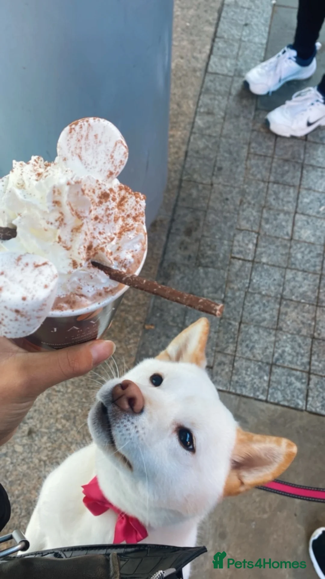 Japanese Shiba Inu dogs for sale: Beautiful 2-Year-Old Japanese Shiba Inu Girl in Thornton-Cleveleys - Advert 2