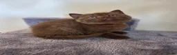 British Shorthair cats for sale: Chocolate BSH Female Kittens | TICA Registered - Advert 13