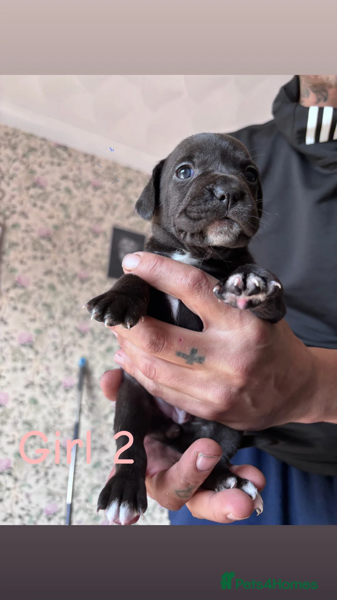 Mixed Breed dogs for sale: 4 beautiful mixed breed puppies for sale. - Advert 2