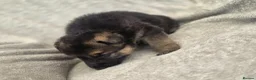 German Shepherd dogs for sale: German shepherd pups - Advert 21