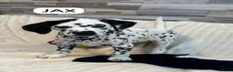 Dalmatian dogs for sale: KC Reg Dalmatian Puppies Black & Liver Ready Now - Advert 4