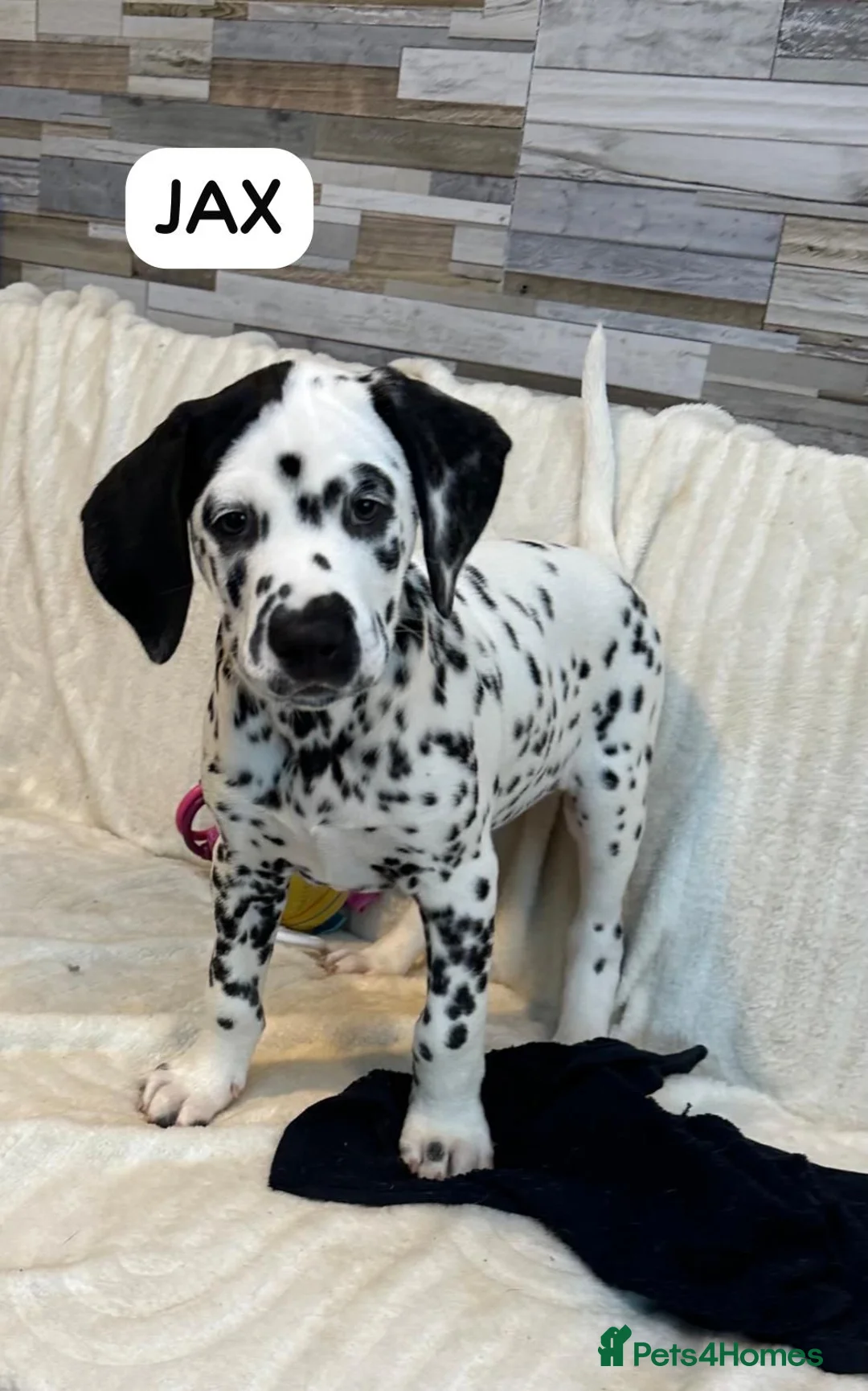 Dalmatian dogs for sale: KC Reg Dalmatian Puppies Black & Liver Ready Now - Advert 4
