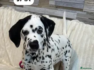Dalmatian dogs KC Reg Dalmatian Puppies Black & Liver Ready Now - Advert 4