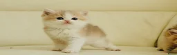 British Shorthair cats for sale: Rare color Bicolor Lilac Golden Chinchilla  - Advert 6