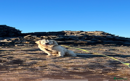 Golden Retriever dogs for stud: Zeus  - Advert 2