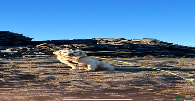 Golden Retriever dogs Zeus  - Advert 3