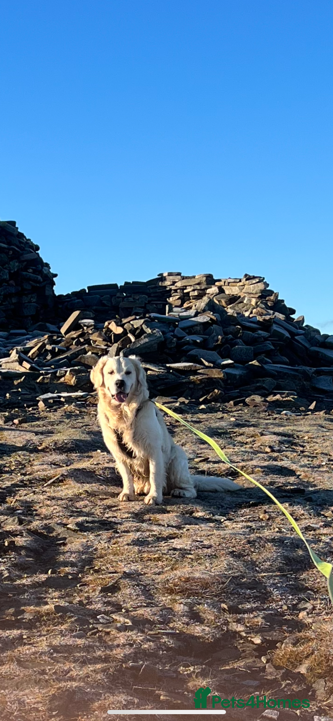 Golden Retriever dogs for stud: Zeus  - Advert 2