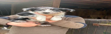 Border Collie Puppy 4