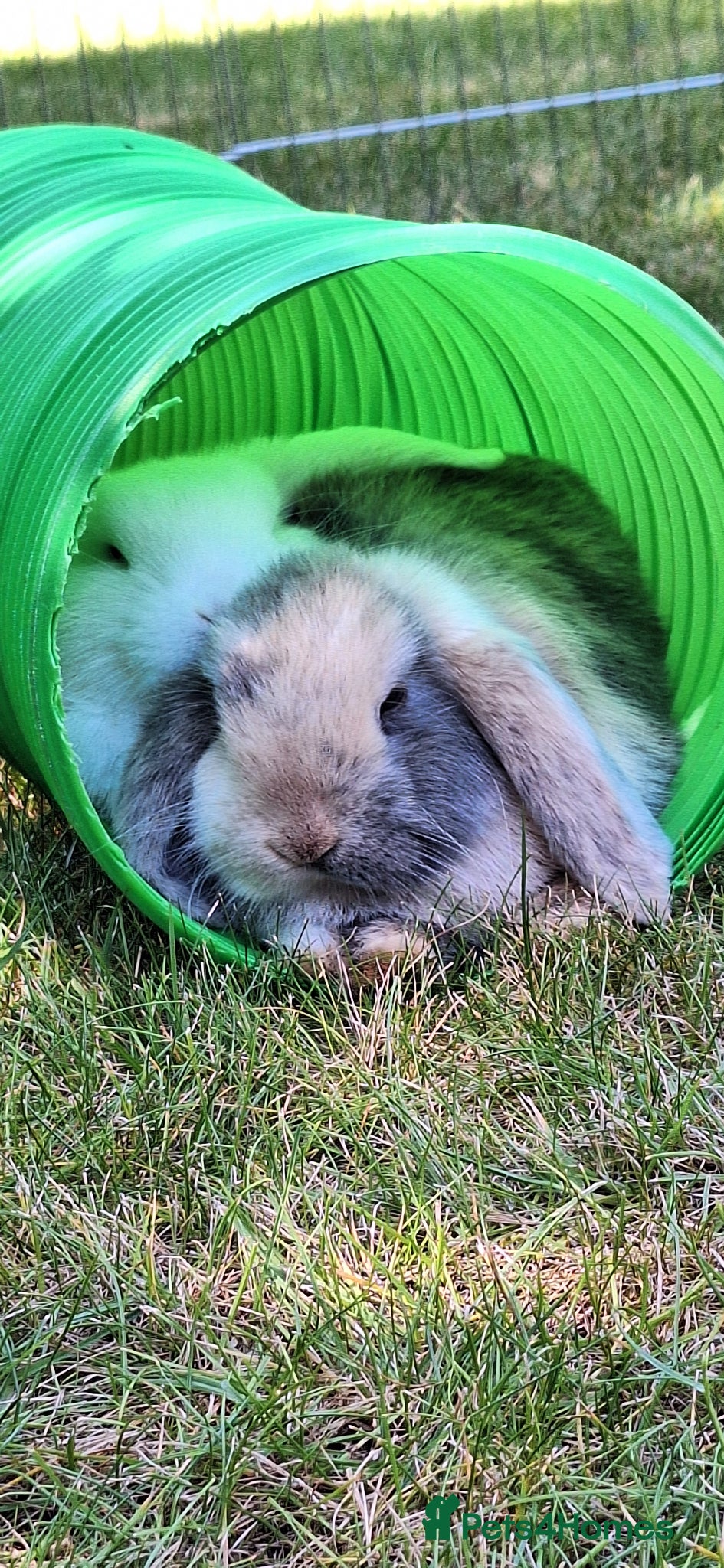 Mini Lop rabbits Mini Lop siblings & hutch FOR SALE (10 weeks) - Advert 3
