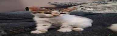Mixed Breed Kitten 1