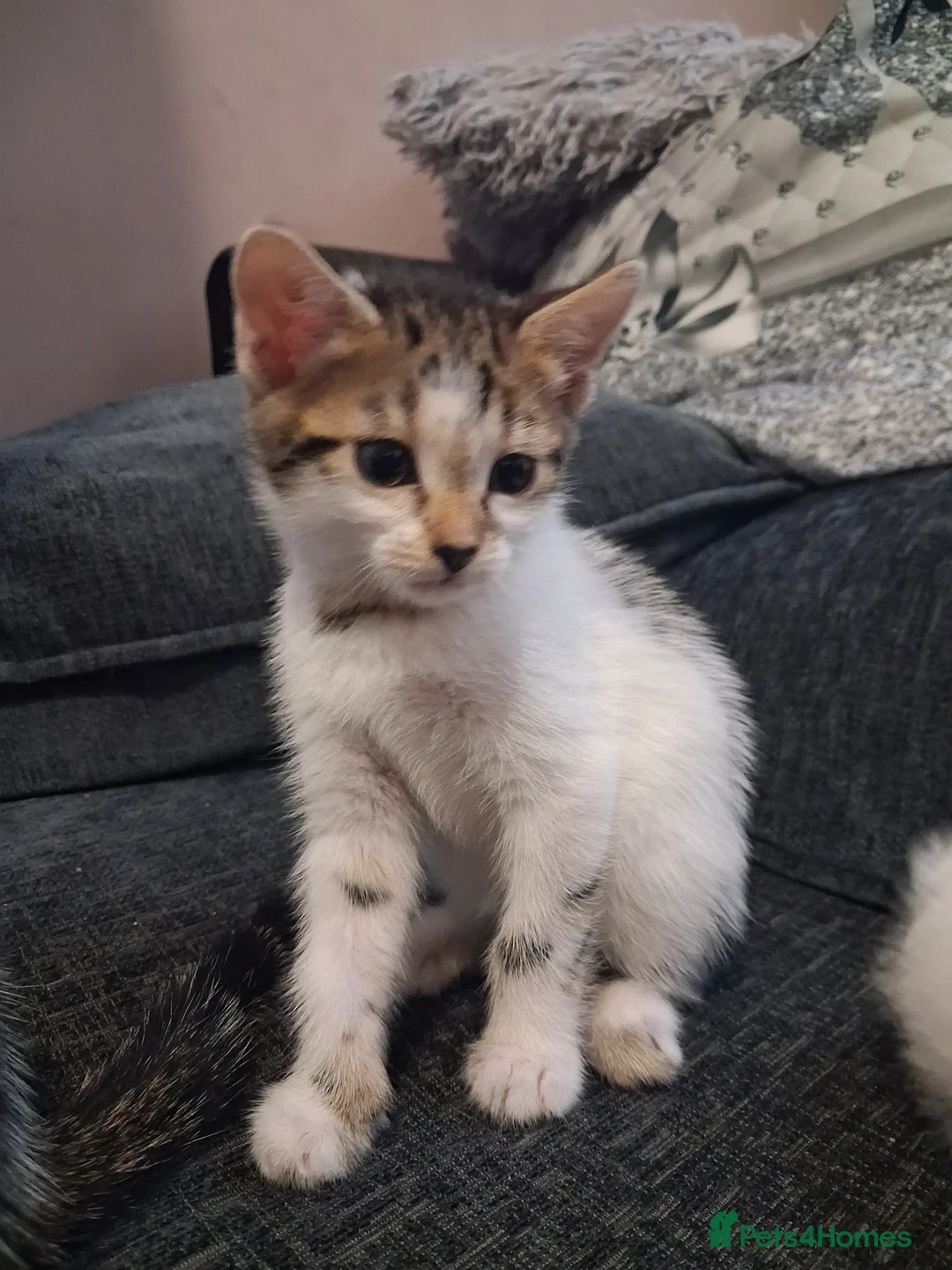 Mixed Breed cats for sale: Mixed bengal kittens - Advert 2