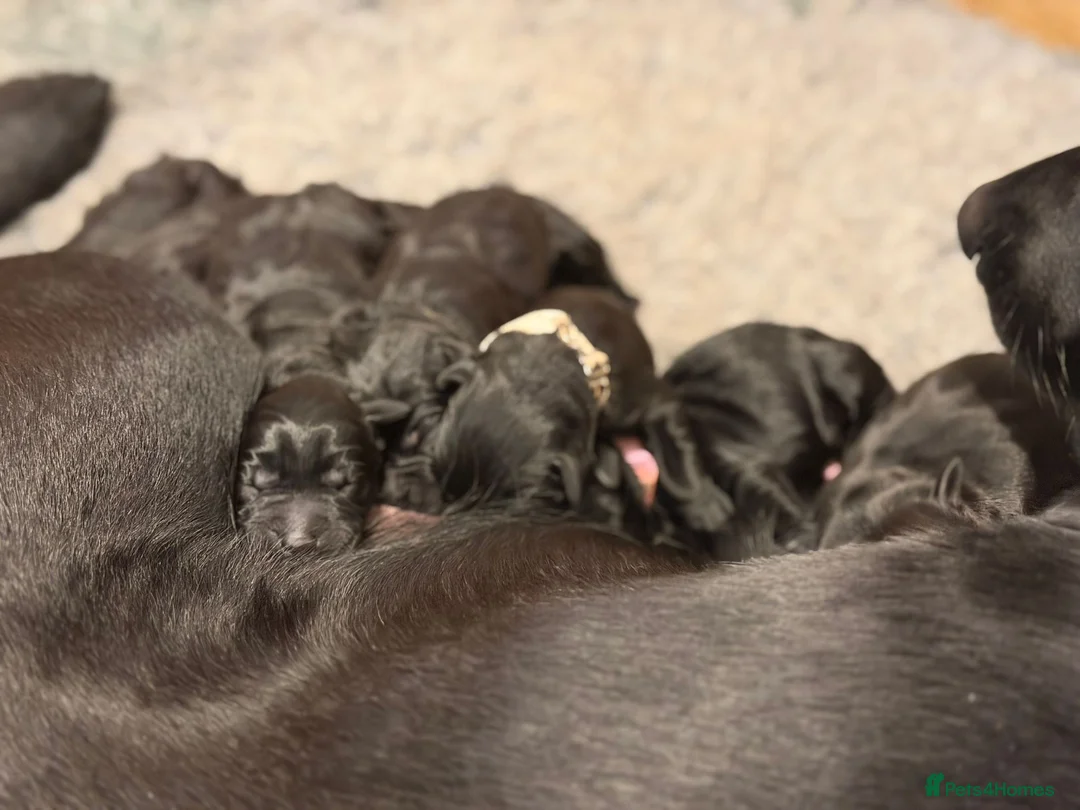 Labrador Retriever dogs for sale: 8 beautiful chunky black KC registered puppies - Advert 20
