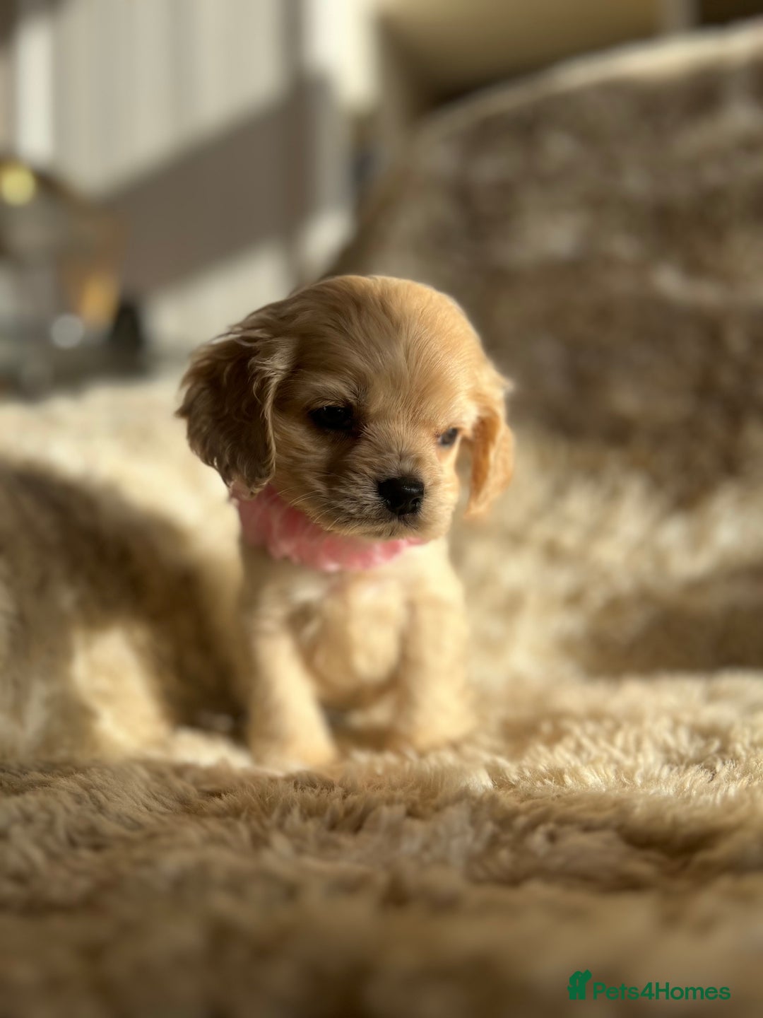American Cocker Spaniel dogs for sale: American cocker  - Advert 1