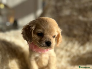 American Cocker Spaniel dogs American cocker - Advert 4