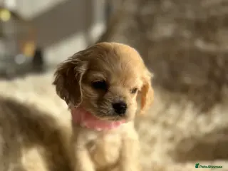 American Cocker Spaniel dogs American cocker - Advert 2