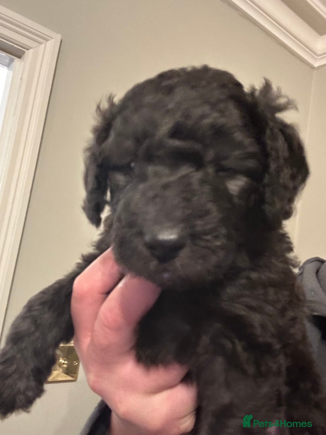 Labradoodle dogs for sale: Adorable Home-Raised F2B Labradoodle Puppies - Advert 9
